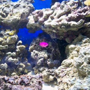 Strawberry Pseudochromis