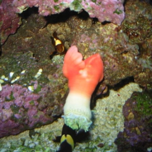 Anemone on the Move