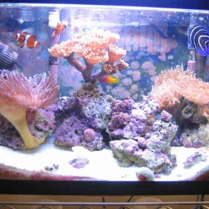aquarium3