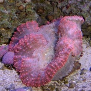 tooth coral
