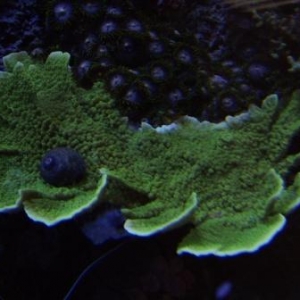 misc. corals