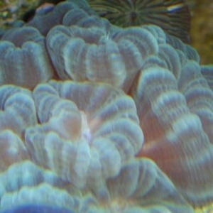misc. corals