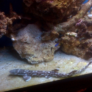 Marbled Cat Shark in my Tank