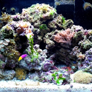 Red Sea Max 3 months in.