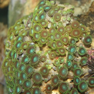 Zoanthid with Urchin