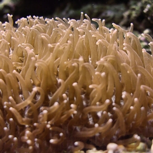 Tongue Coral