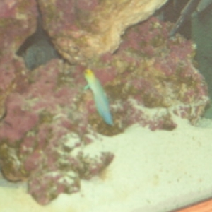 pearly jawfish - 1st fish