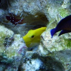 Yellow Tang Hiding in his little cave