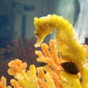 Seahorse aquarium