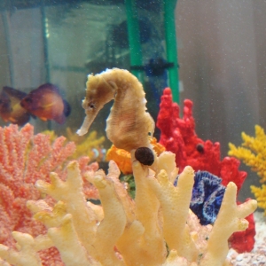 Seahorse aquarium