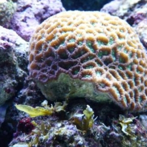 My corals and inverts