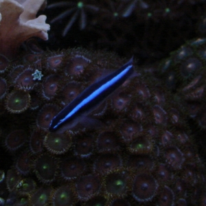 Lil' Blue (Neon Blue Goby)