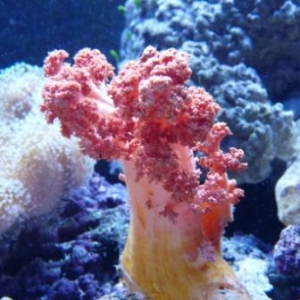 New corals