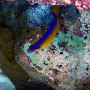 pseudochromis neon arabia