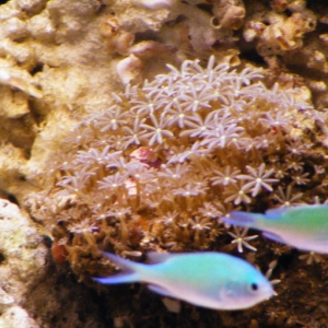 Clownfish Goby and new Daisy Coral