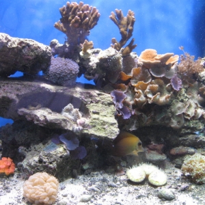 right_side_of_tank_1-24-2010