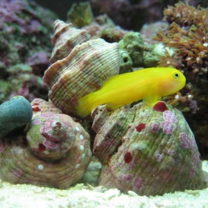 Yellow_Coral_Goby