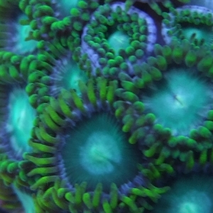 Various-corals-macro