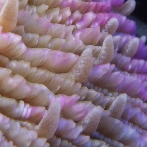 various-corals-macro