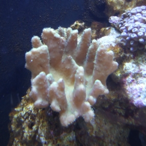 More coral pics