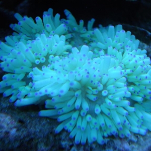purple tip sebae anemone