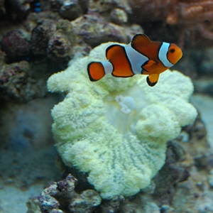 Clownfish and Carpet Anemone