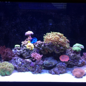 The reef #1