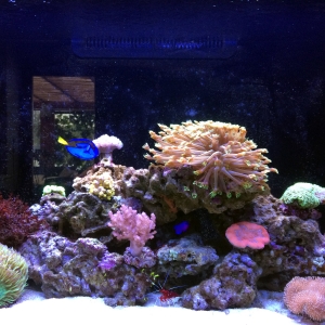 The reef #2