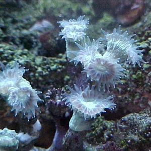 candy coral under actinics