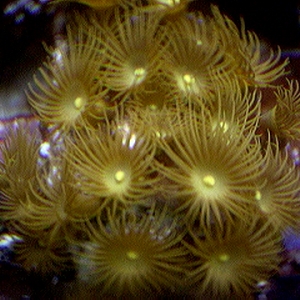 Yellow Polyps from Tommyp