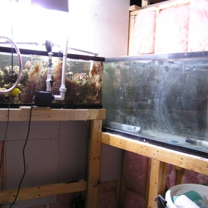 Inside new fish room
