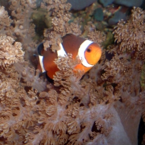 This is MY Anemone---umm Colt!