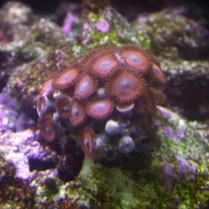 Red zoas