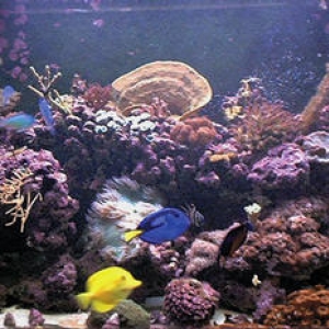 our 125g reef