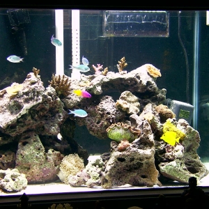 right side of tank
