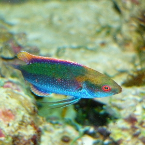 Finespotted Fairy Wrasse