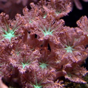 Clavularia - Clove Polyps