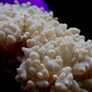 Bubble Coral - Plerogyra flexuosa