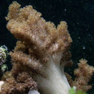 Cladiella_sp - colt coral