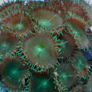 Green polyps