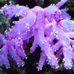 Bright Purple Soft Coral
