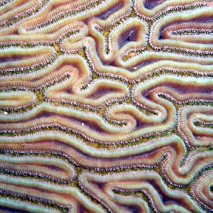 Brain Coral in Cozumel
