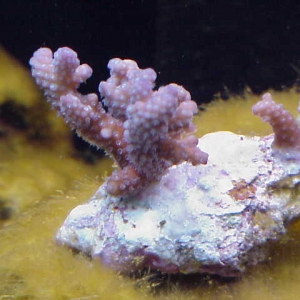 Unknown_Blue_Polyp_acro1