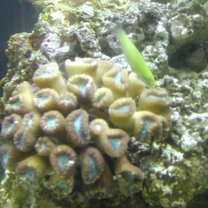Wrasse/Candy Cane Coral