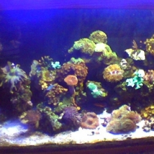 Soft corals and fish?