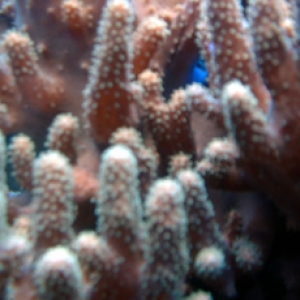 Large_Coral_Close