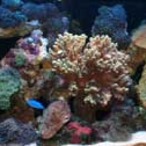 I think its time to sell some corals