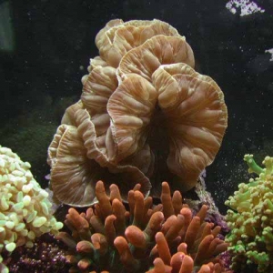 Fox coral (Nemenzophyllia_ turbida)