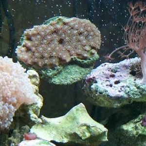 pearl bubble, xenia, polyped coral