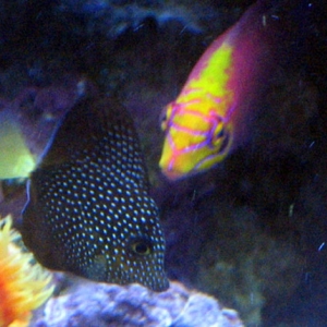 Gem Tang and Mystery Wrasse